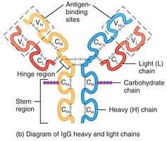 Structure of IgG antibody