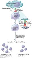 Cellular immune response pathway