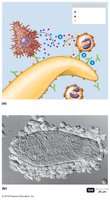 ADCC against a large parasite by eosinophils and macrophages