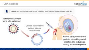DNA vaccine mechanism