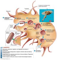 Phases of phagocytosis