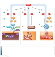 Complement activation pathways and outcomes