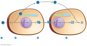 Antiviral action of interferons