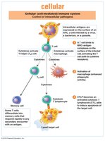 Dual nature of adaptive immunity: humoral and cellular