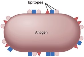 Antigen with multiple epitopes