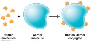 Hapten-carrier conjugate formation