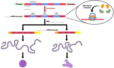 RNA Processing: 5' Cap and Poly-A Tail