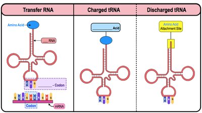 Genetic Code Table