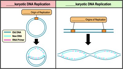 Prokaryotic vs. Eukaryotic DNA Replication Origins