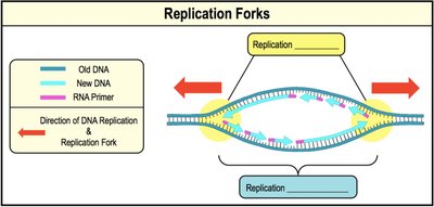 Replication Forks and Directionality