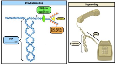 DNA Supercoiling and Enzyme Functions