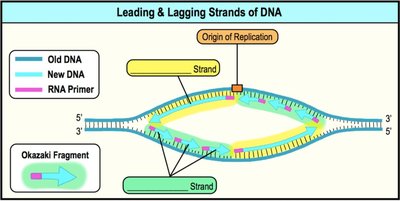 Leading and Lagging Strands of DNA