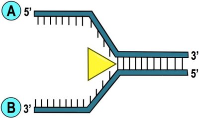 Replication Fork Directionality