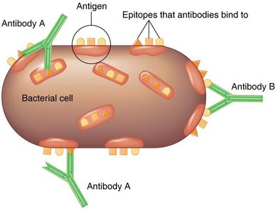 Antibodies binding to epitopes on a bacterial cell