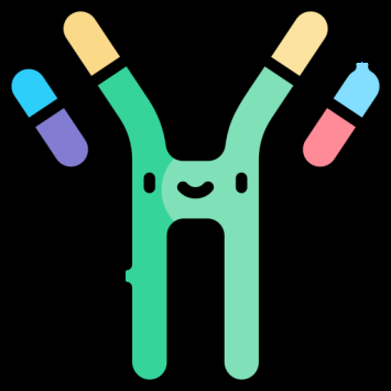 Antibody structure showing variable and constant regions