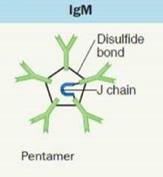 IgA dimer structure with secretory component