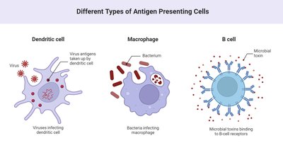 Antigen presentation and B cell activation