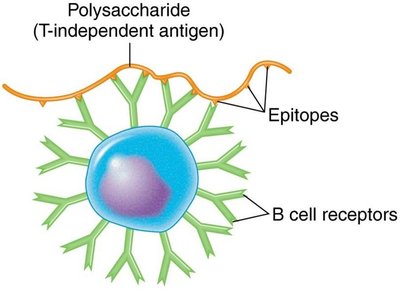 T-independent antigen activation of B cell