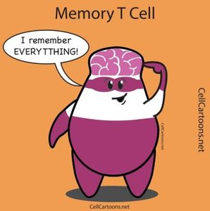 Cartoon of a memory T cell