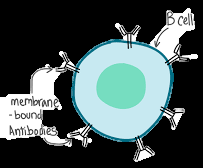 B cell with membrane-bound antibodies