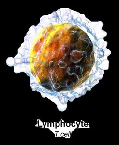 Lymphocyte T cell