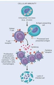 Cellular immunity process: antigen presentation, T cell activation, and lysis of infected cell