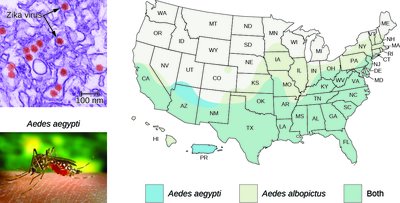 Zika virus and Aedes mosquito distribution map (relevant for dengue transmission)