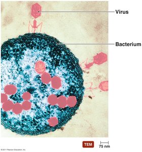 Viruses infecting a bacterium