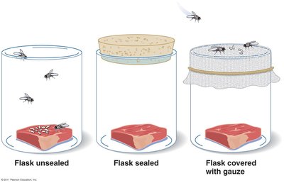 Redi's experiments with meat and flies