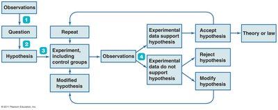 The scientific method flowchart