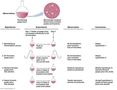Pasteur's application of the scientific method to fermentation