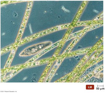 The microbial world as seen under a microscope