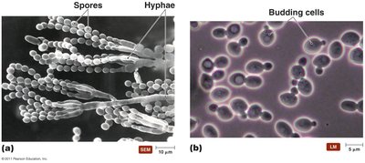 Penicillium chrysogenum (mold) and Saccharomyces cerevisiae (yeast)