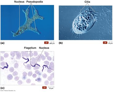 Locomotive structures of protozoa: pseudopodia, cilia, flagella
