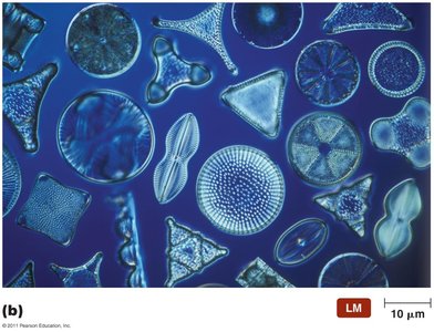 Diatoms (algae)