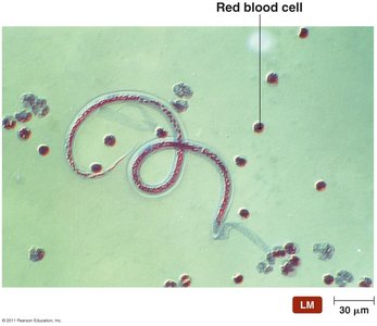 Immature stage of a parasitic worm in blood