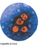 Hepatitis B virus