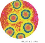 Hepatitis E virus