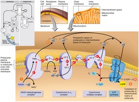 Electron transport and chemiosmotic generation of ATP