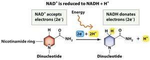 NAD+ reduction to NADH