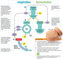 Overview of respiration and fermentation