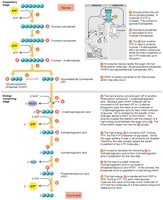 Steps of glycolysis