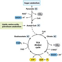 Krebs cycle diagram