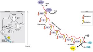 Electron transport chain diagram