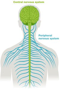 Diagram of central and peripheral nervous systems