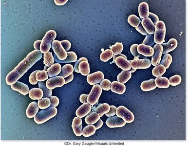 Listeria infection cycle in host cells