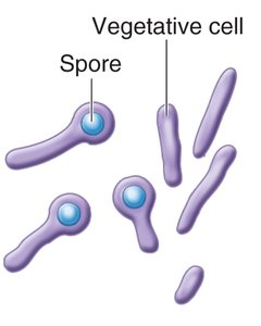 Clostridium botulinum vegetative cells and spores