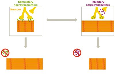 Mechanism of botulinum and tetanus toxins on muscle contraction