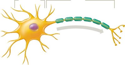 Structure of a neuron