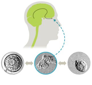 Life cycle and CNS invasion of Naegleria fowleri